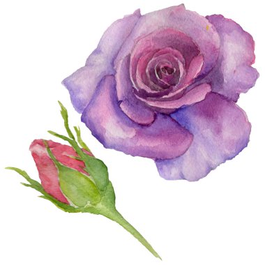 Kır çiçeği rosa çiçek izole bir suluboya tarzında.