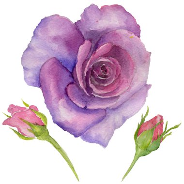 Kır çiçeği rosa çiçek izole bir suluboya tarzında.