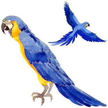 Gökyüzü kuş papağan suluboya Style izole bir yaban hayatı içinde.