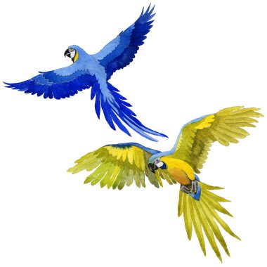 Gökyüzü kuş papağan suluboya Style izole bir yaban hayatı içinde.