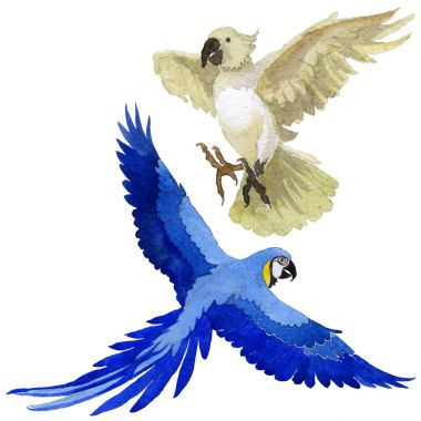 Gökyüzü kuş papağan suluboya Style izole bir yaban hayatı içinde.