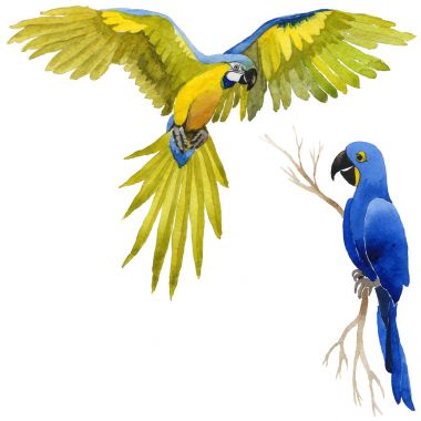 Gökyüzü kuş papağan suluboya Style izole bir yaban hayatı içinde.