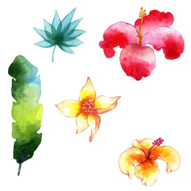 Tropikal Hawaii palmiye ağacı izole bir suluboya tarzında bırakır..