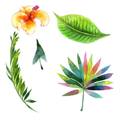 Tropikal Hawaii palmiye ağacı izole bir suluboya tarzında bırakır..