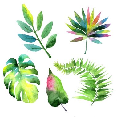 Tropikal Hawaii palmiye ağacı izole bir suluboya tarzında bırakır..