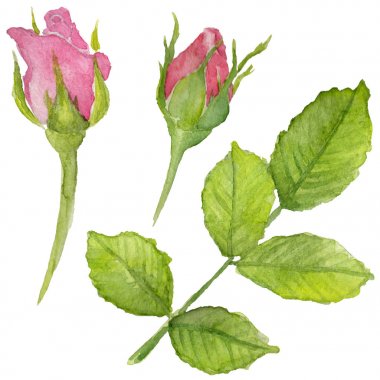 Kır çiçeği rosa çiçek izole bir suluboya tarzında.