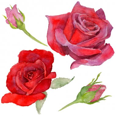 Kır çiçeği rosa çiçek izole bir suluboya tarzında.