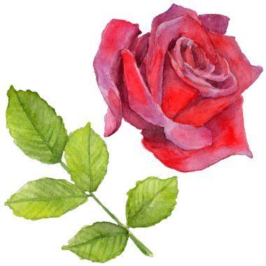 Kır çiçeği rosa çiçek izole bir suluboya tarzında.