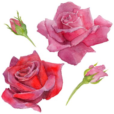 Kır çiçeği rosa çiçek izole bir suluboya tarzında.