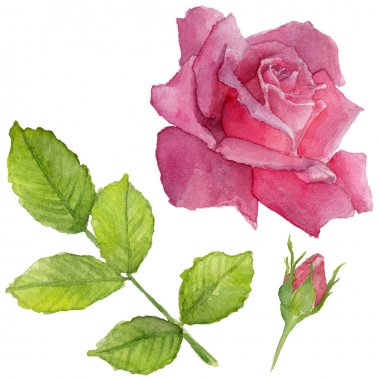 Kır çiçeği rosa çiçek izole bir suluboya tarzında.