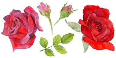 Kır çiçeği rosa çiçek izole bir suluboya tarzında.