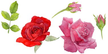 Kır çiçeği rosa çiçek izole bir suluboya tarzında.