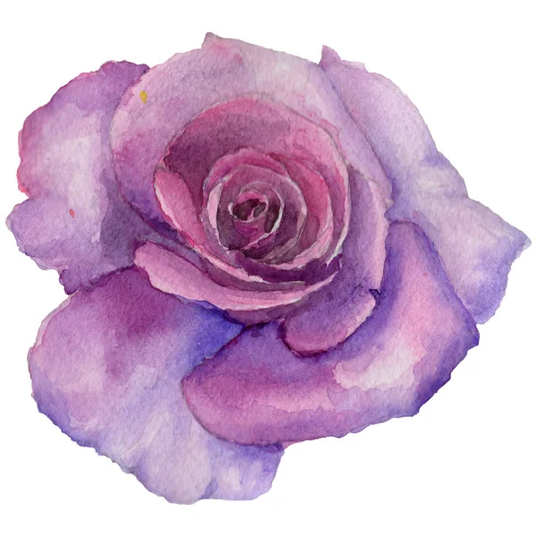 Wildflower rosa flower in a watercolor style isolated. — Stock Photo, Image