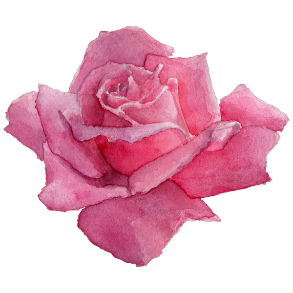 Flor silvestre rosa flor en un estilo de acuarela aislado . —  Fotos de Stock