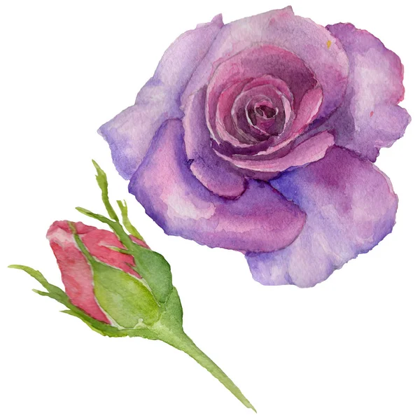 Kır çiçeği rosa çiçek izole bir suluboya tarzında.