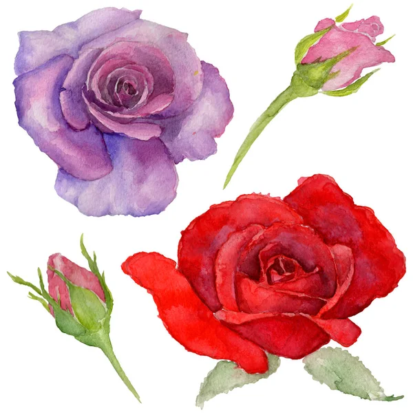 Wildflower rosa květina ve stylu akvarelu, samostatný. — Stock fotografie
