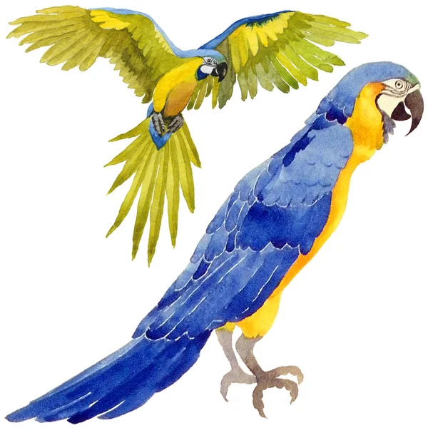 Égbolt madár papagáj, a vadon élő állatok akvarell stílus elszigetelt. — Stock Fotó