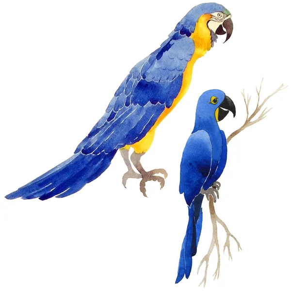 Sky vogels papegaai in een fauna door aquarel stijl geïsoleerd. — Stockfoto