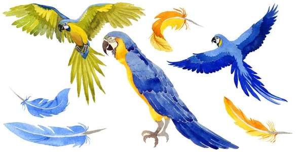 Gökyüzü kuş papağan suluboya Style izole bir yaban hayatı içinde.