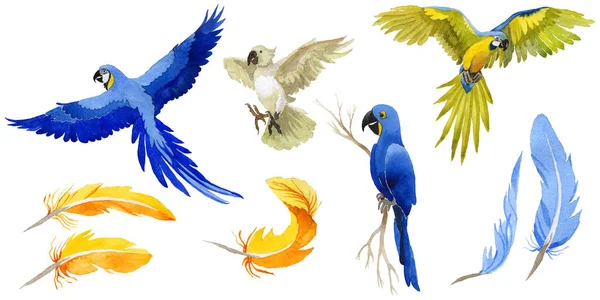 Sky bird perroquet dans une faune par style aquarelle isolé . — Photo