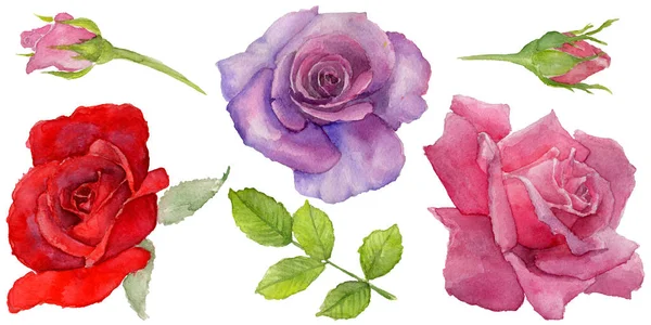 Fleur de rosa sauvage dans un style aquarelle isolé . — Photo