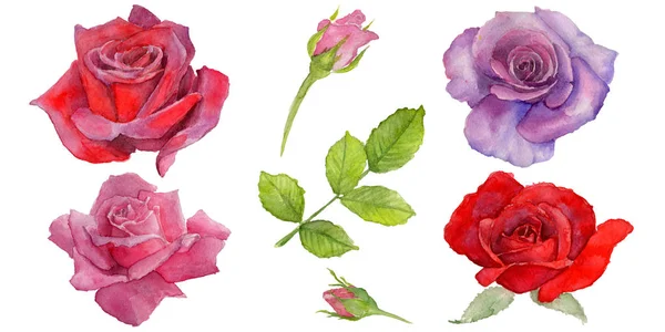 Fleur de rosa sauvage dans un style aquarelle isolé . — Photo