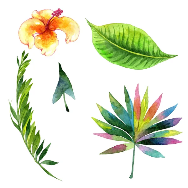 Tropikal Hawaii palmiye ağacı izole bir suluboya tarzında bırakır..