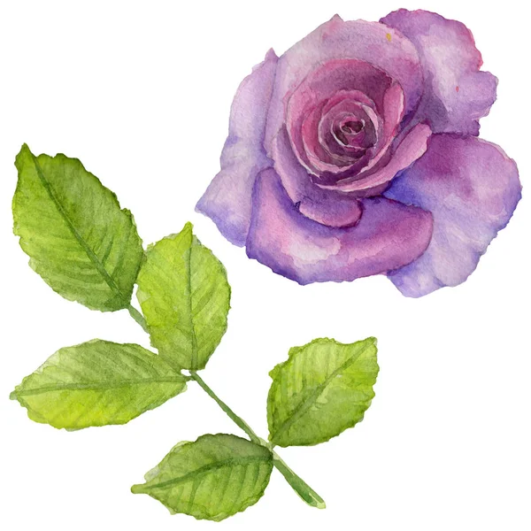 Kır çiçeği rosa çiçek izole bir suluboya tarzında.