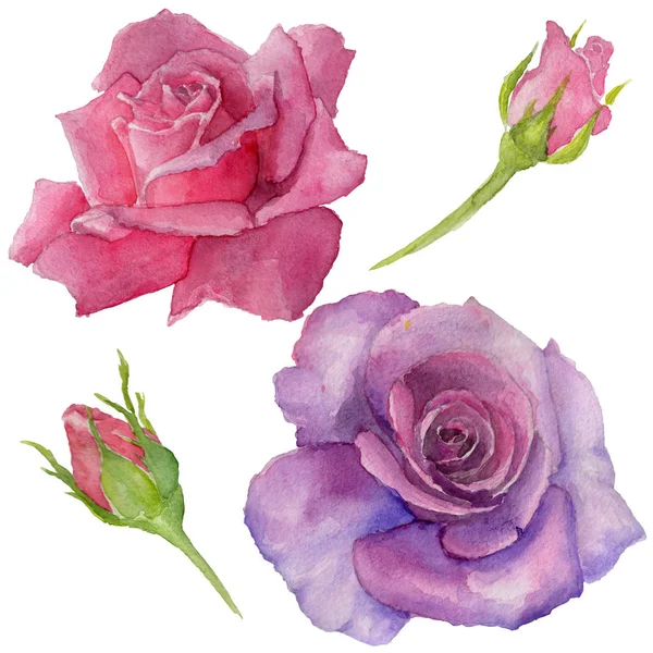 Wildflower rosa bloem in een aquarel stijl geïsoleerd. — Stockfoto