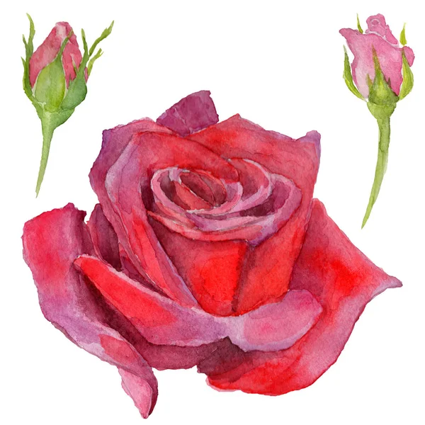 Fleur de rosa sauvage dans un style aquarelle isolé . — Photo