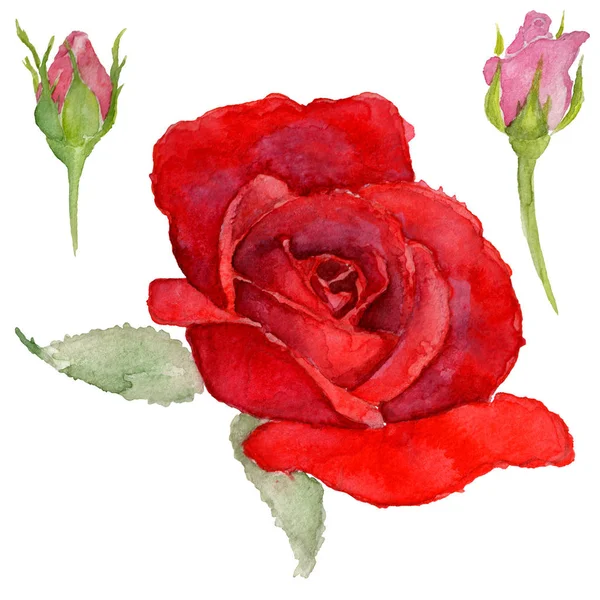Fleur de rosa sauvage dans un style aquarelle isolé . — Photo