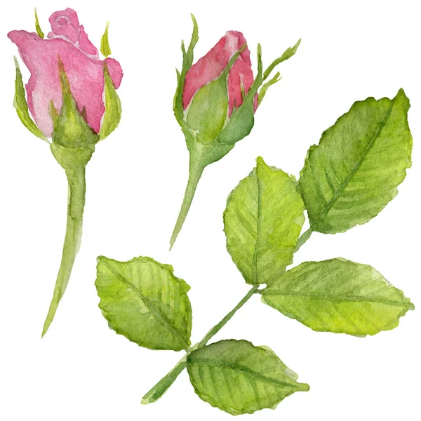 Kır çiçeği rosa çiçek izole bir suluboya tarzında.