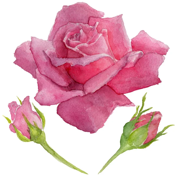 Kır çiçeği rosa çiçek izole bir suluboya tarzında.