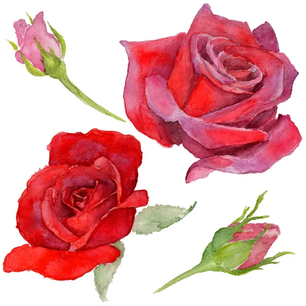 Kır çiçeği rosa çiçek izole bir suluboya tarzında.