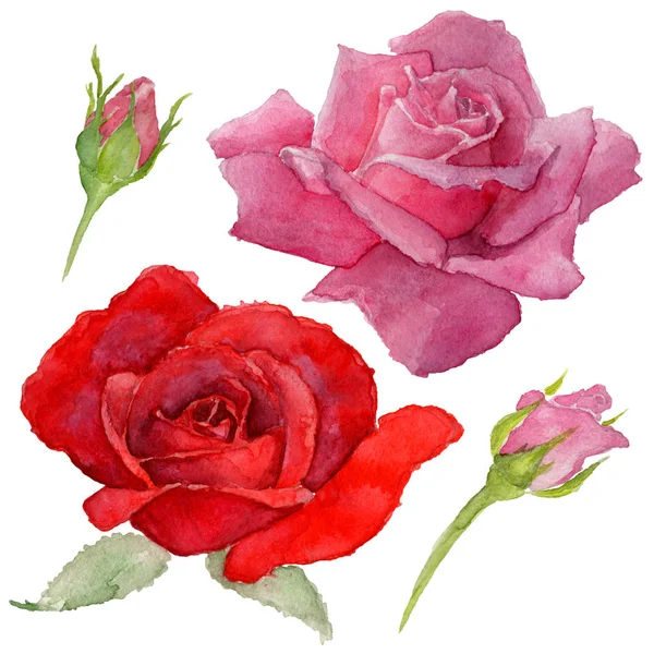 Bunga liar rosa bunga dalam gaya cat air terisolasi . — Stok Foto