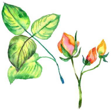 Kır çiçeği gül çiçek izole bir suluboya tarzında.