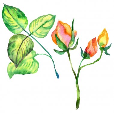 Kır çiçeği gül çiçek izole bir suluboya tarzında.