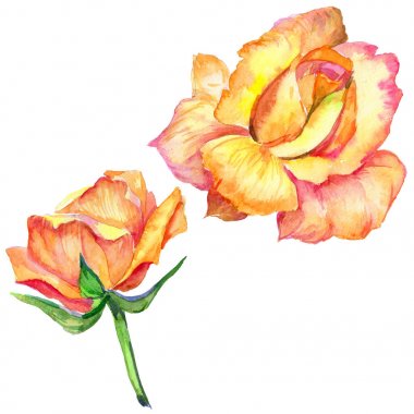 Kır çiçeği gül çiçek izole bir suluboya tarzında.