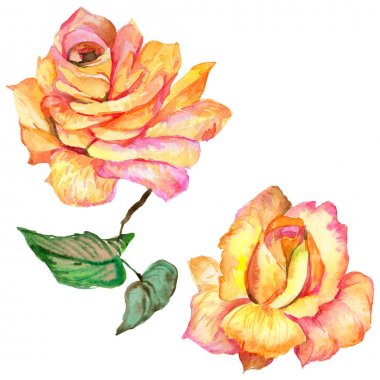 Kır çiçeği gül çiçek izole bir suluboya tarzında.