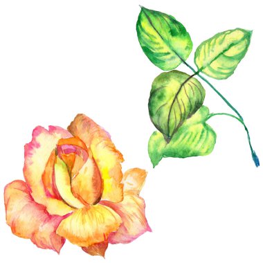 Kır çiçeği gül çiçek izole bir suluboya tarzında.