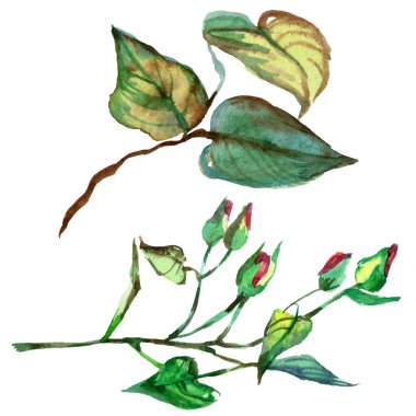 Kır çiçeği gül çiçek izole bir suluboya tarzında.