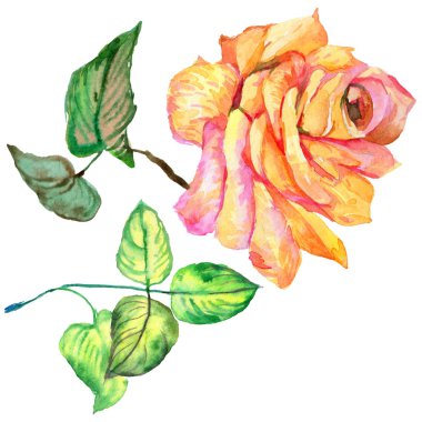 Kır çiçeği gül çiçek izole bir suluboya tarzında.