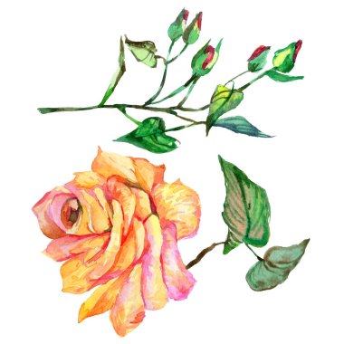 Kır çiçeği gül çiçek izole bir suluboya tarzında.