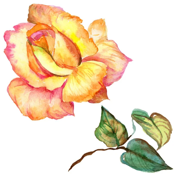 Wildflower rose flower in a watercolor style isolated. — Stock Photo, Image