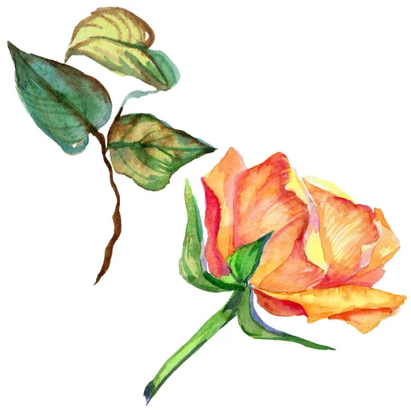 Kır çiçeği gül çiçek izole bir suluboya tarzında.