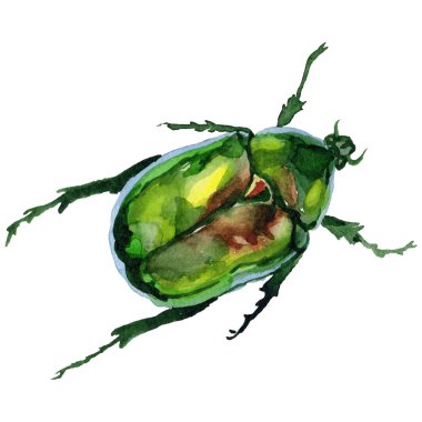 Egzotik böceği bronzovka vahşi böcek izole bir suluboya tarzında.