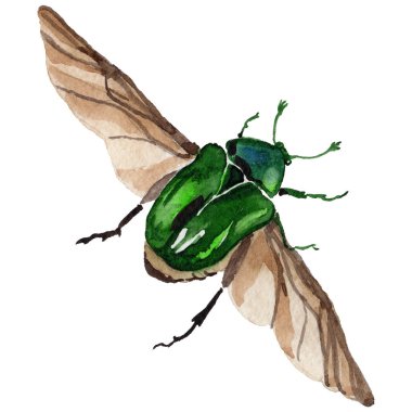 Egzotik böceği bronzovka vahşi böcek izole bir suluboya tarzında.