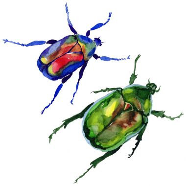 Egzotik böceği bronzovka vahşi böcek izole bir suluboya tarzında.