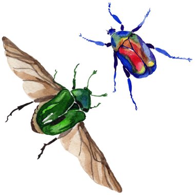 Egzotik böceği bronzovka vahşi böcek izole bir suluboya tarzında.