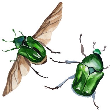 Egzotik böceği bronzovka vahşi böcek izole bir suluboya tarzında.